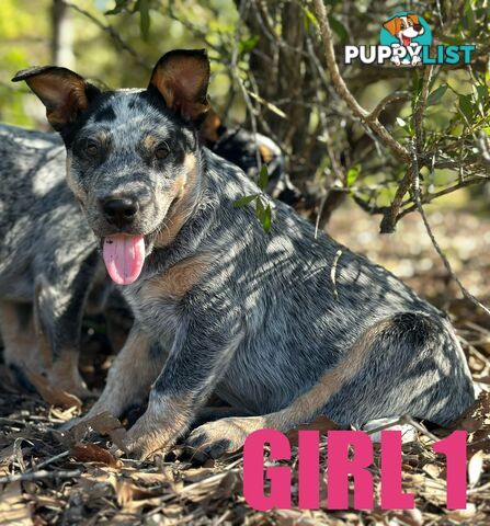 7 Purebred Blue Heeler Puppies Looking For New Homes