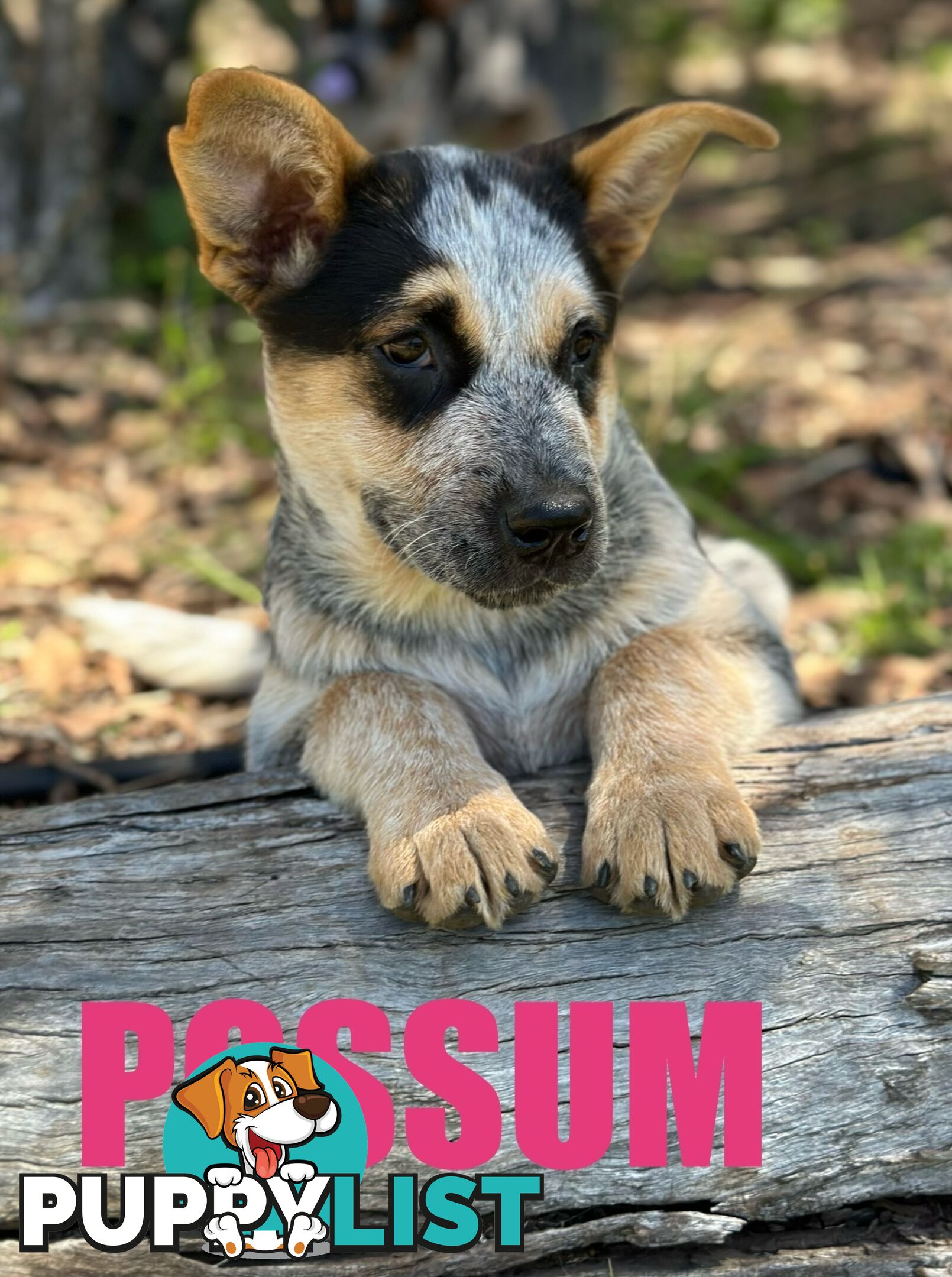 7 Purebred Blue Heeler Puppies Looking For New Homes