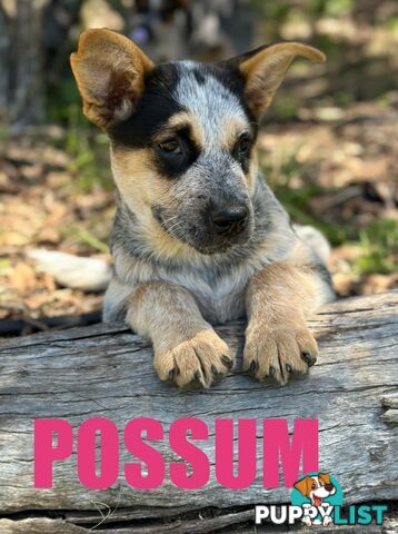 7 Purebred Blue Heeler Puppies Looking For New Homes