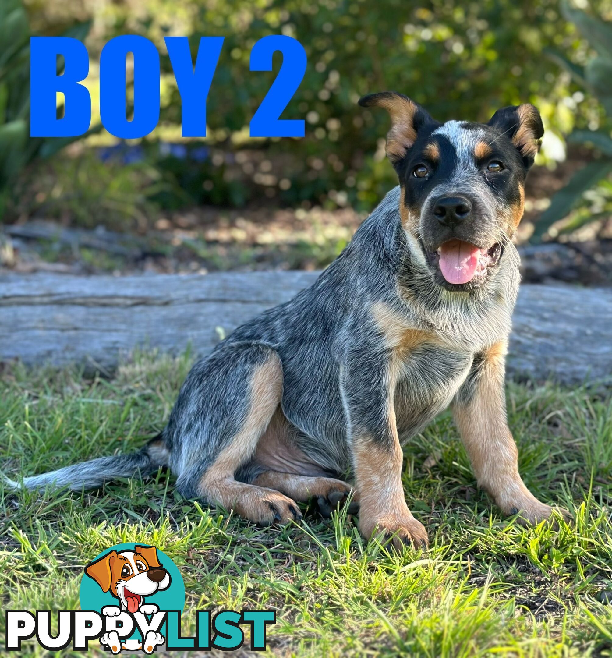 7 Purebred Blue Heeler Puppies Looking For New Homes