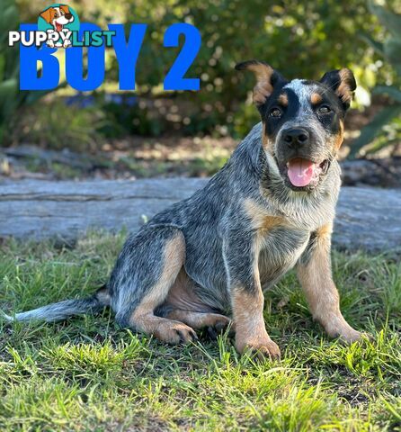 7 Purebred Blue Heeler Puppies Looking For New Homes