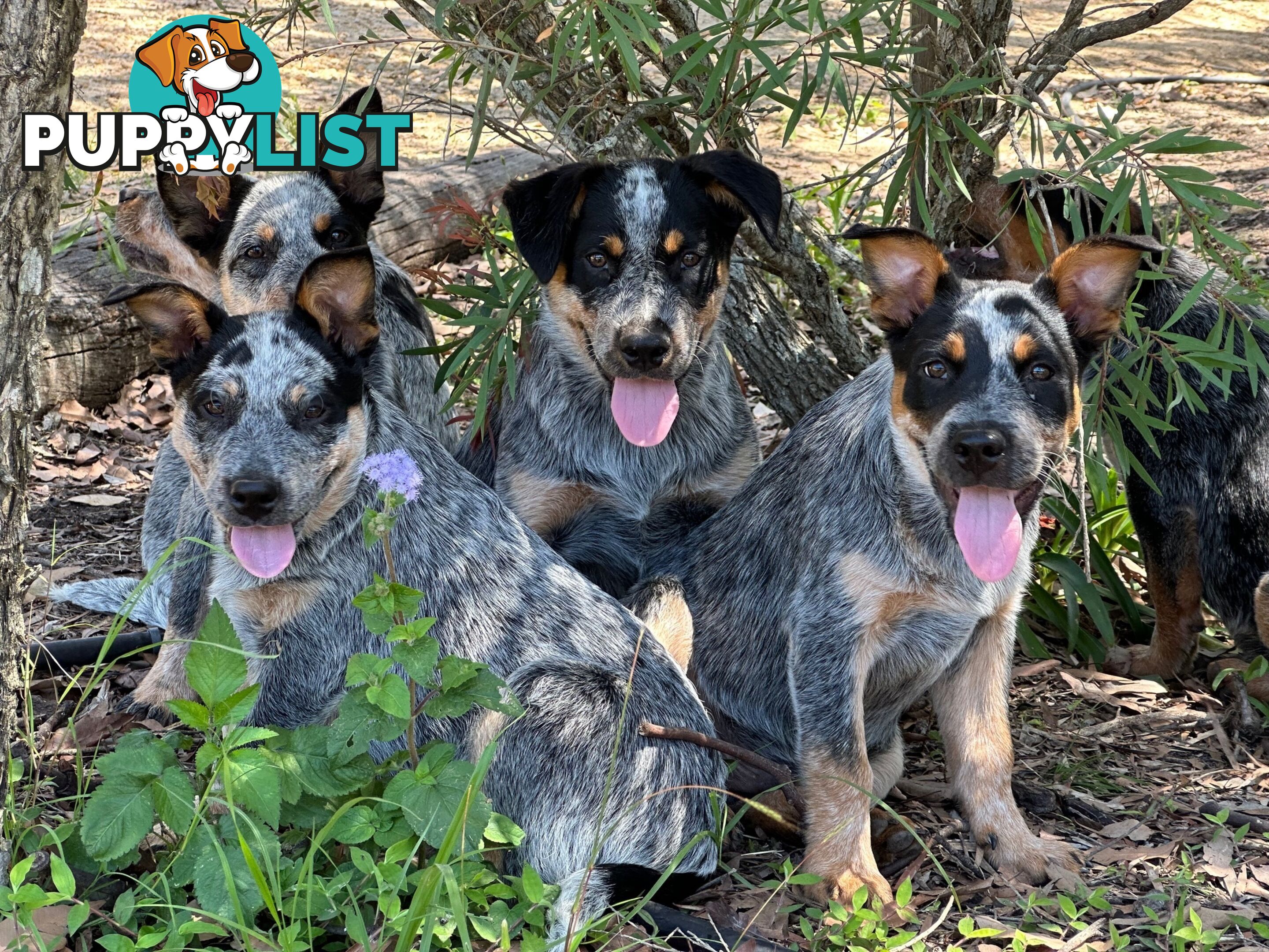 7 Purebred Blue Heeler Puppies Looking For New Homes