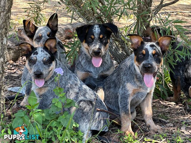 7 Purebred Blue Heeler Puppies Looking For New Homes