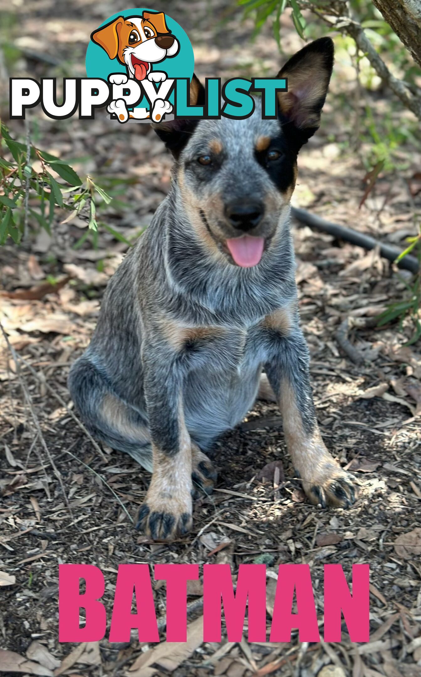 7 Purebred Blue Heeler Puppies Looking For New Homes