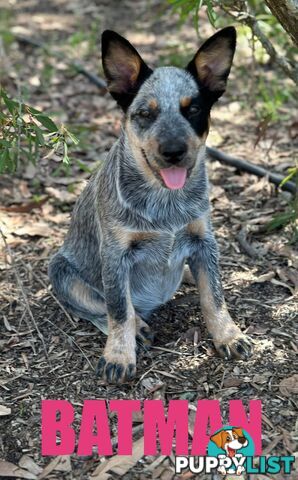 7 Purebred Blue Heeler Puppies Looking For New Homes