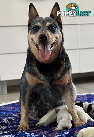 7 Purebred Blue Heeler Puppies Looking For New Homes