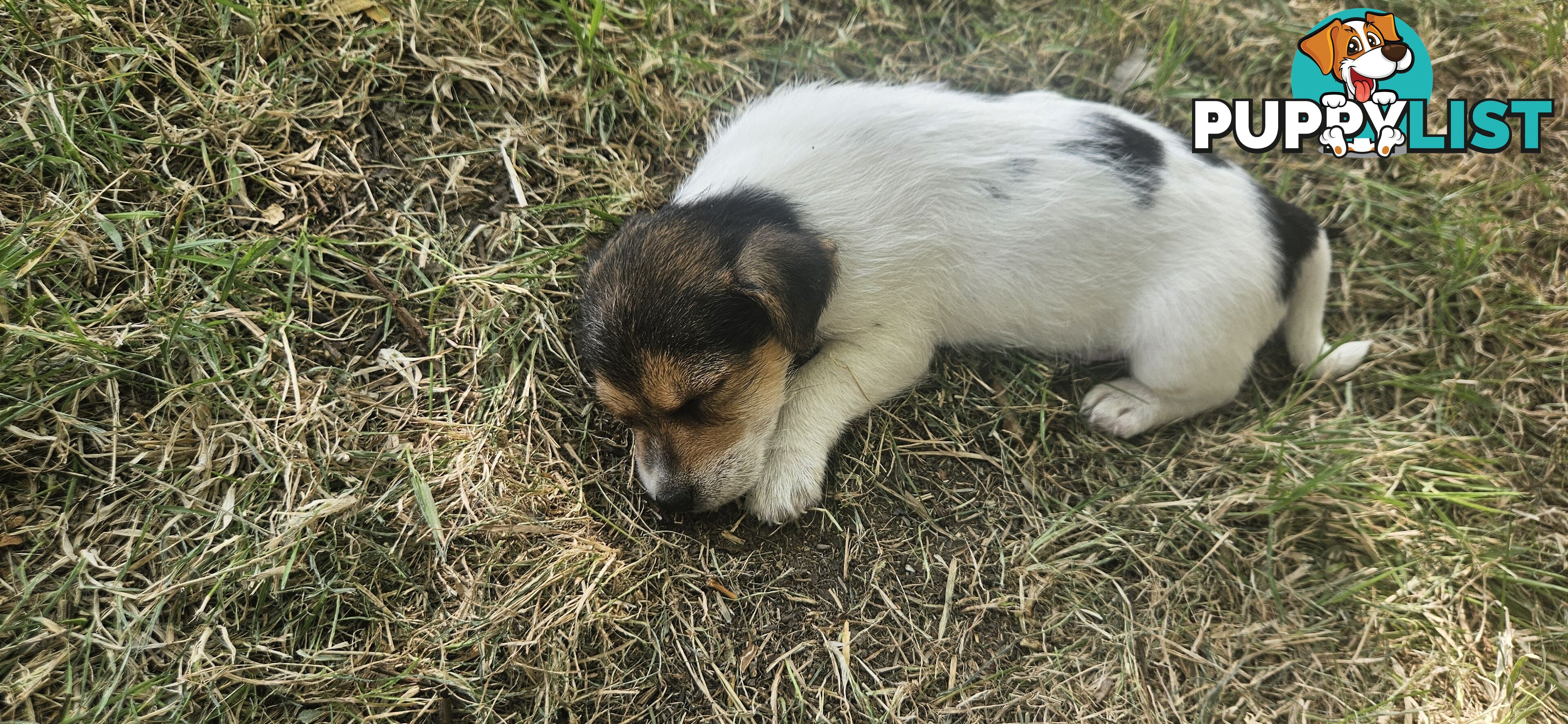 The cutest Jack Russell puppies