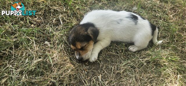 The cutest Jack Russell puppies