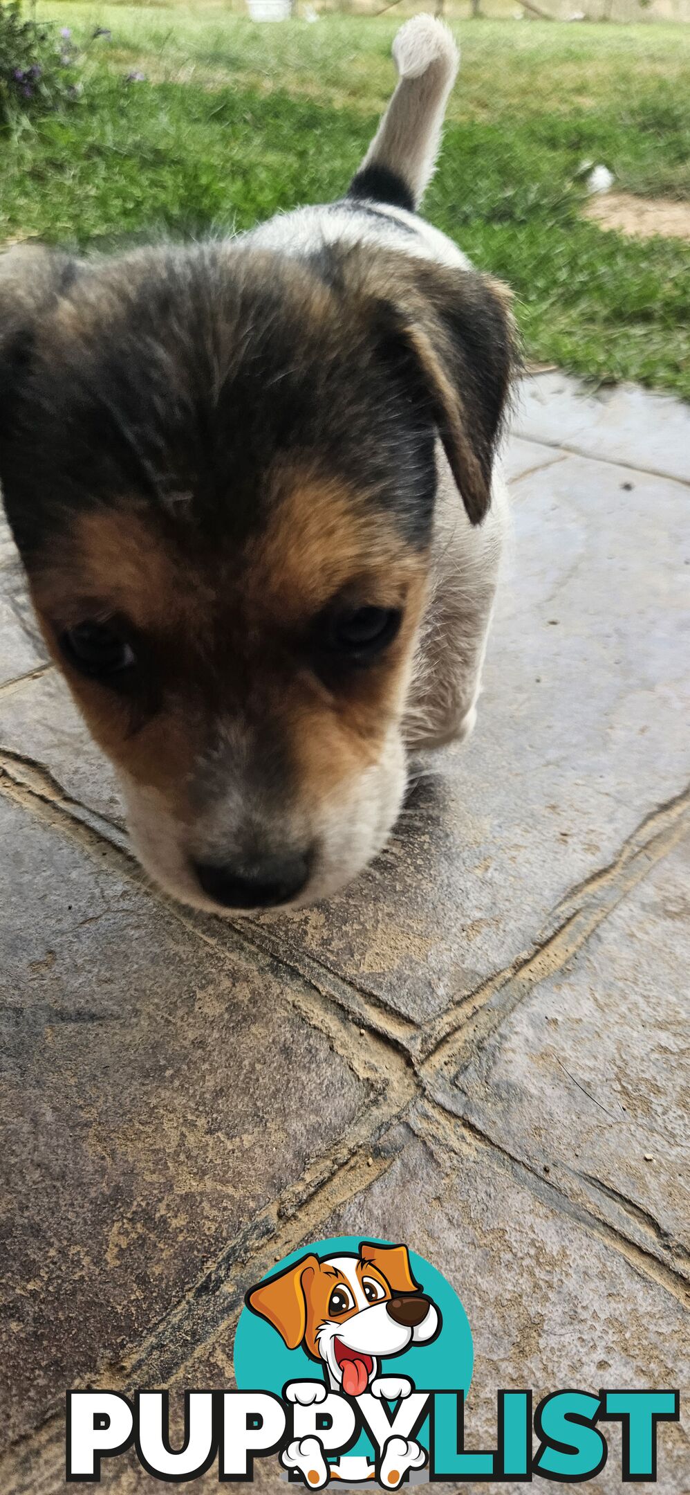 The cutest Jack Russell puppies