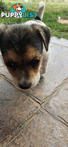 The cutest Jack Russell puppies