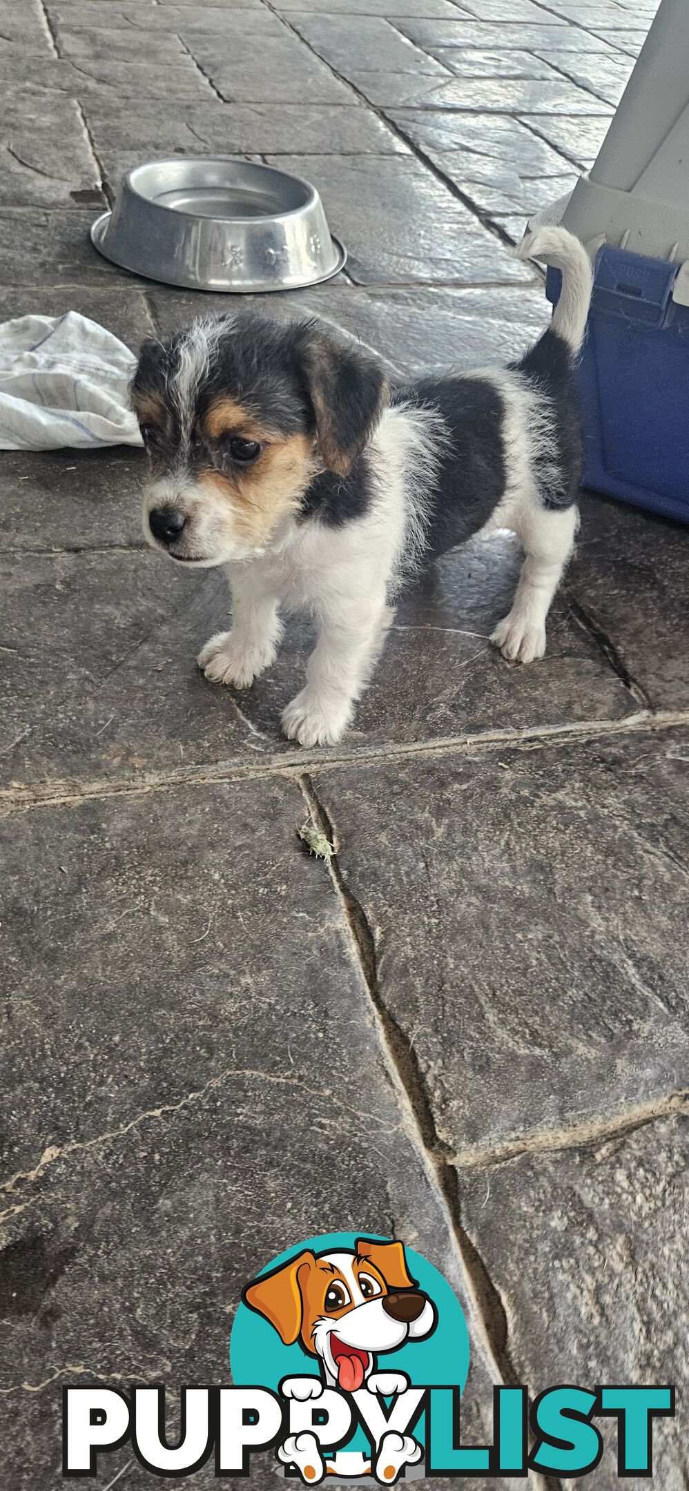 The cutest Jack Russell puppies