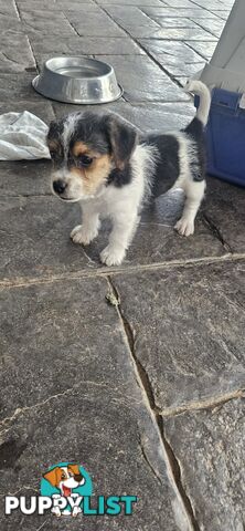 The cutest Jack Russell puppies