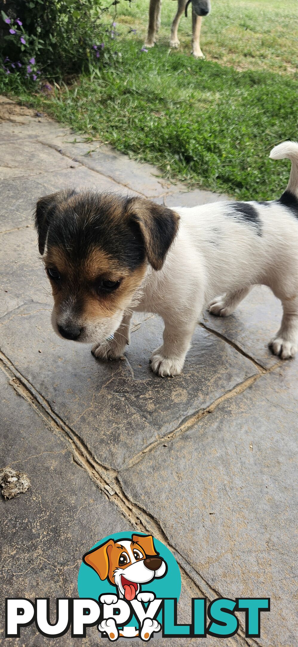 The cutest Jack Russell puppies