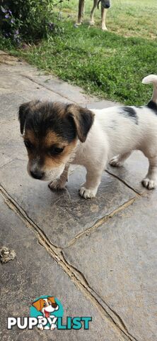 The cutest Jack Russell puppies