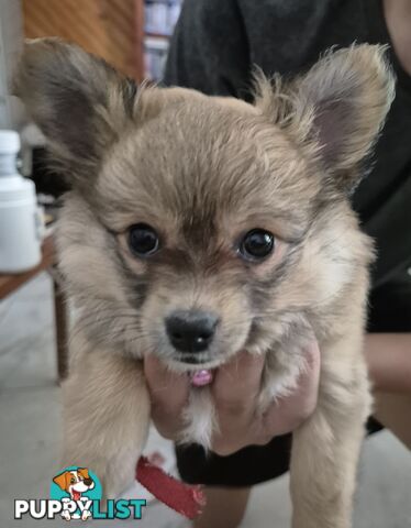 Pomeranian