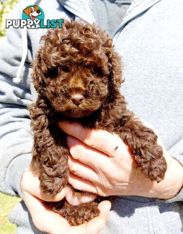 Cavoodle puppies