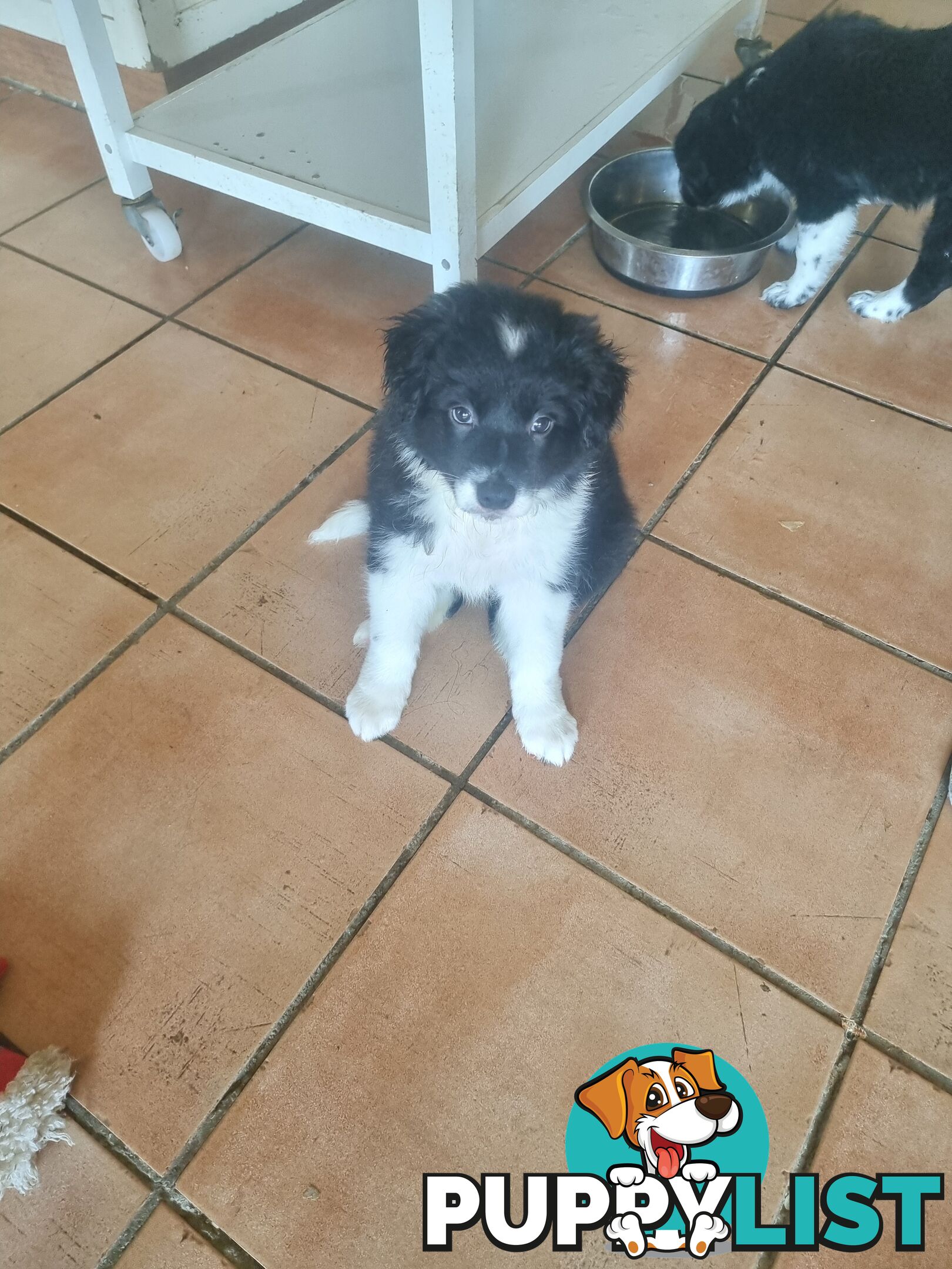 Border Collie Puppy female