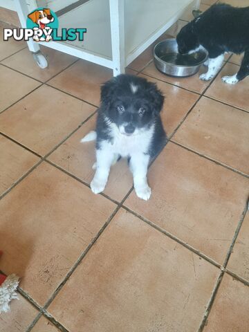 Border Collie Puppy female