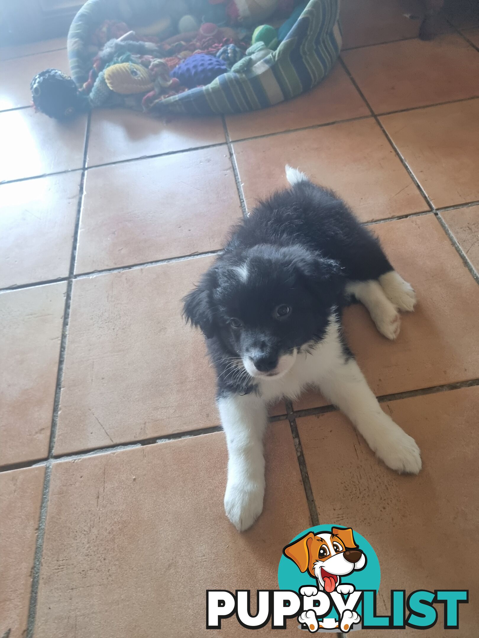 Border Collie Puppy female