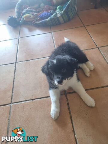 Border Collie Puppy female