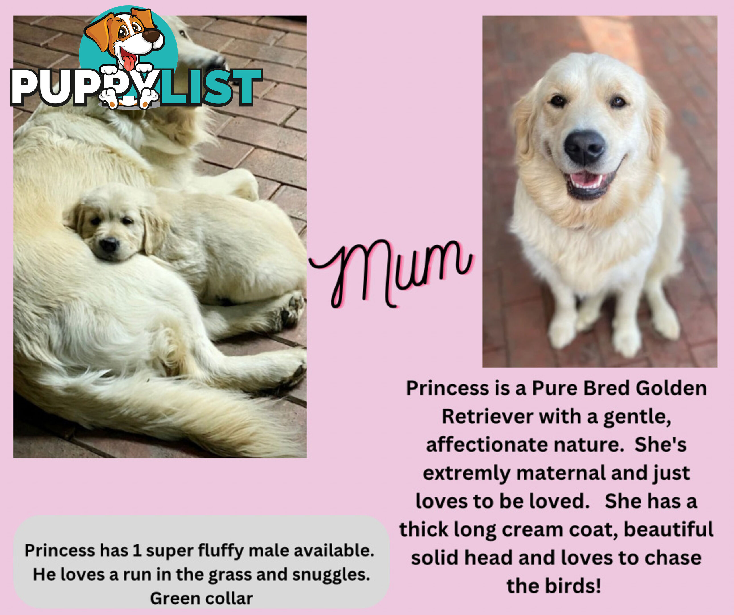 7 Week old Pure Bred Golden Retriever pups ready for school holidays!