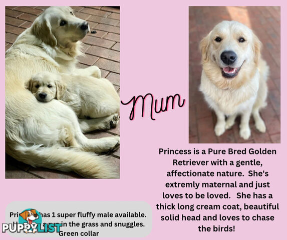 7 Week old Pure Bred Golden Retriever pups ready for school holidays!