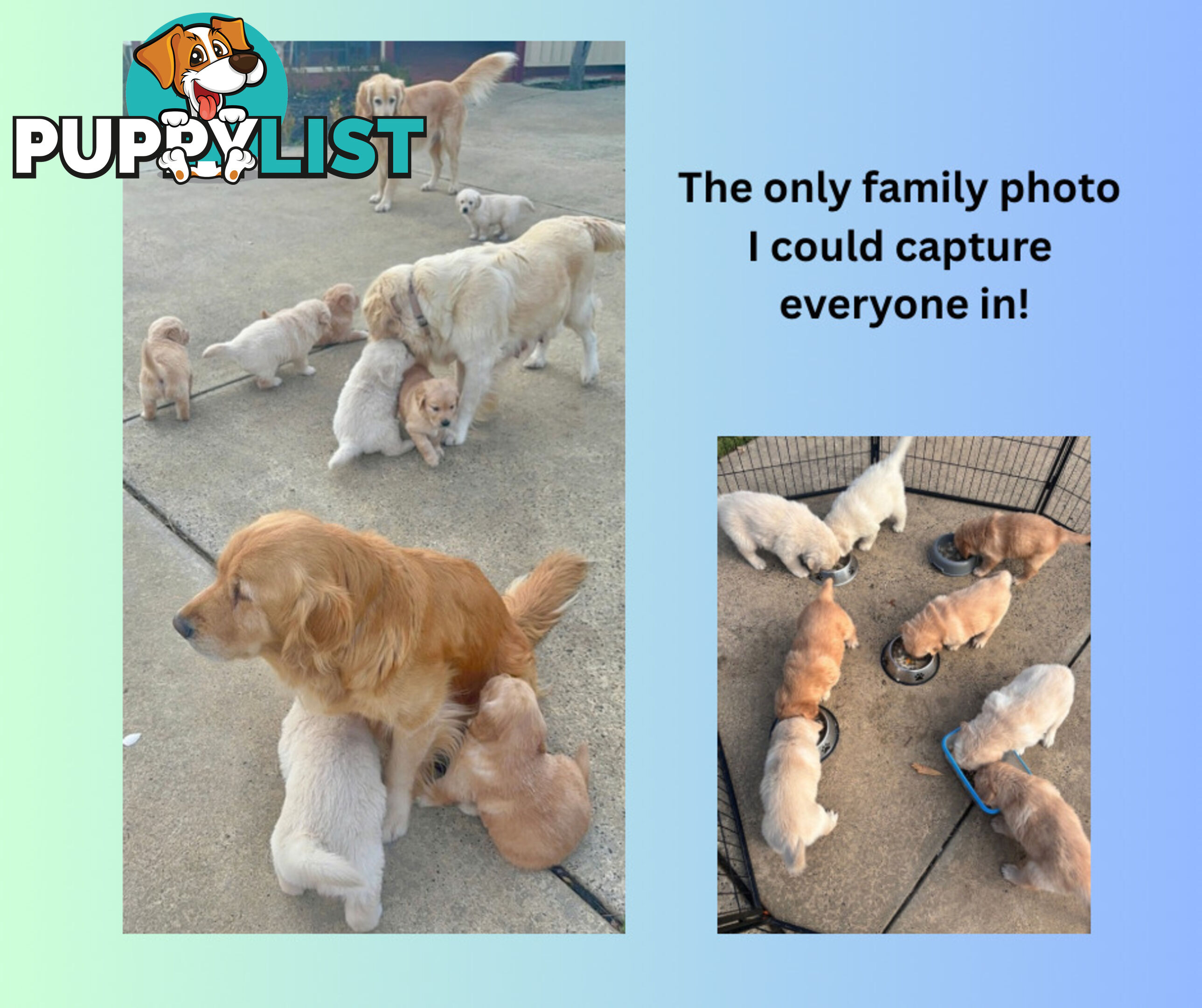 7 Week old Pure Bred Golden Retriever pups ready for school holidays!