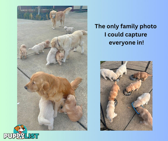 7 Week old Pure Bred Golden Retriever pups ready for school holidays!