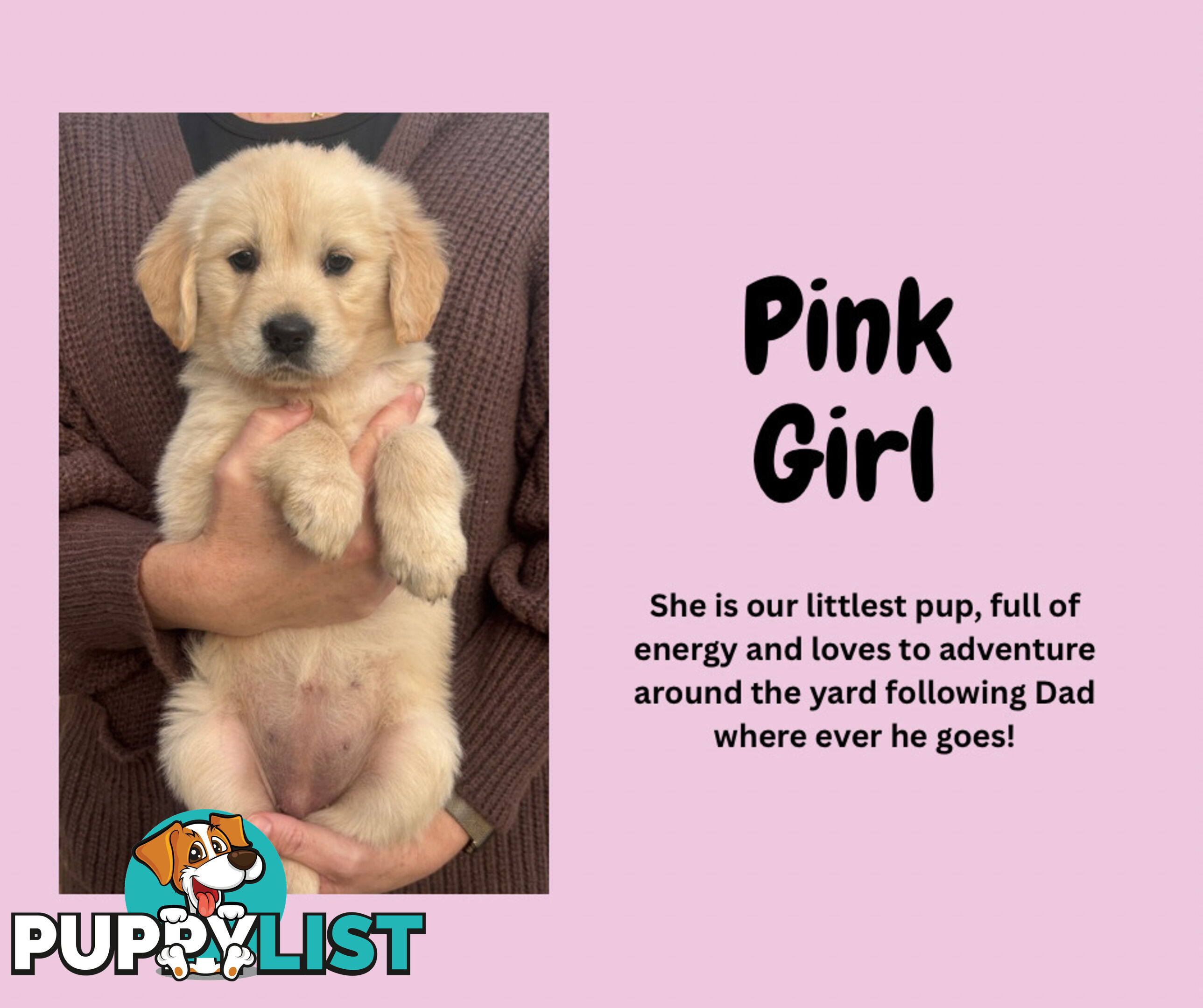 7 Week old Pure Bred Golden Retriever pups ready for school holidays!