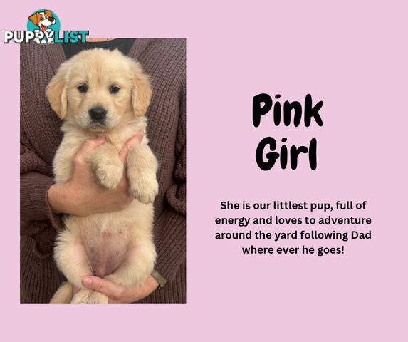 7 Week old Pure Bred Golden Retriever pups ready for school holidays!