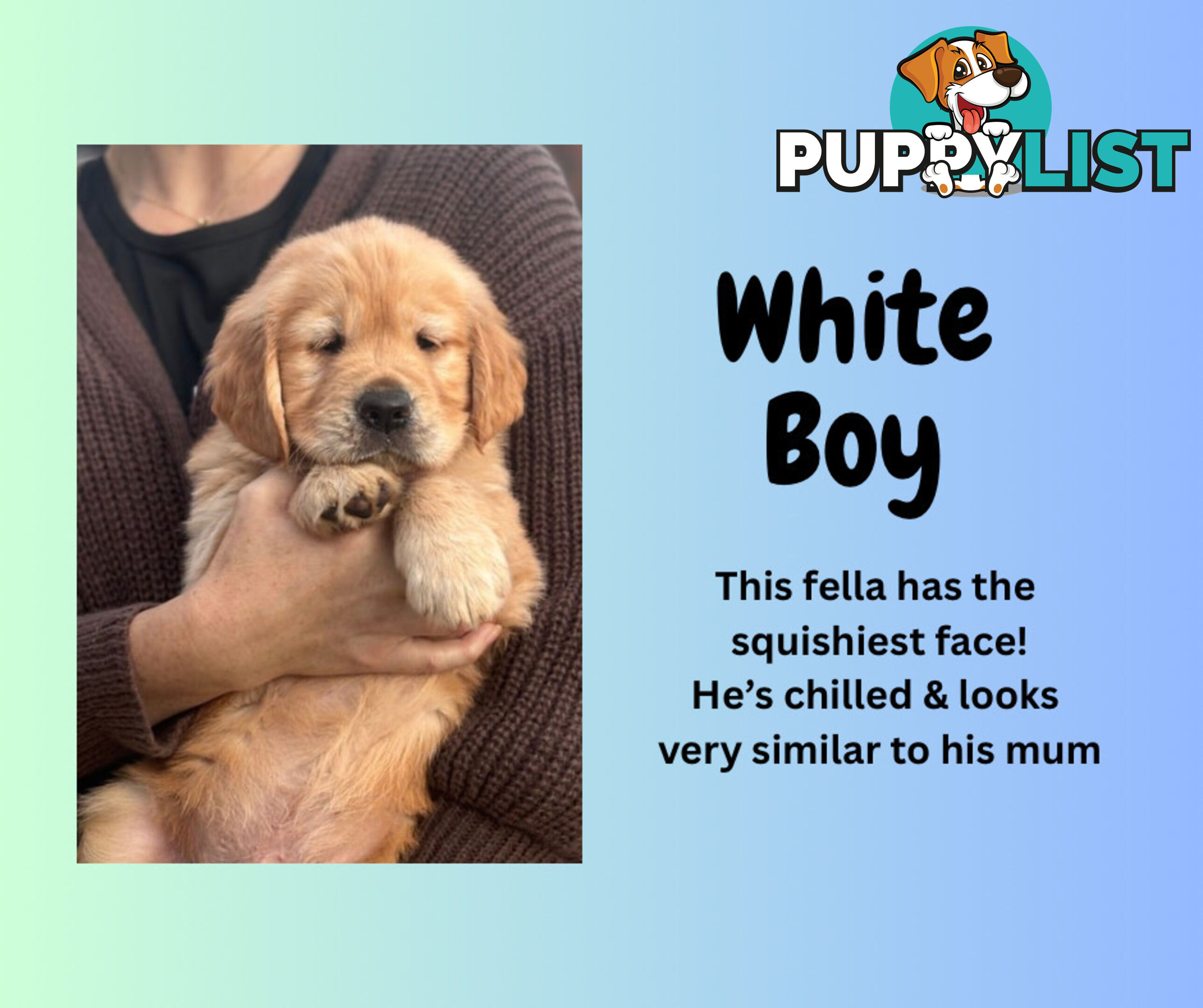 7 Week old Pure Bred Golden Retriever pups ready for school holidays!