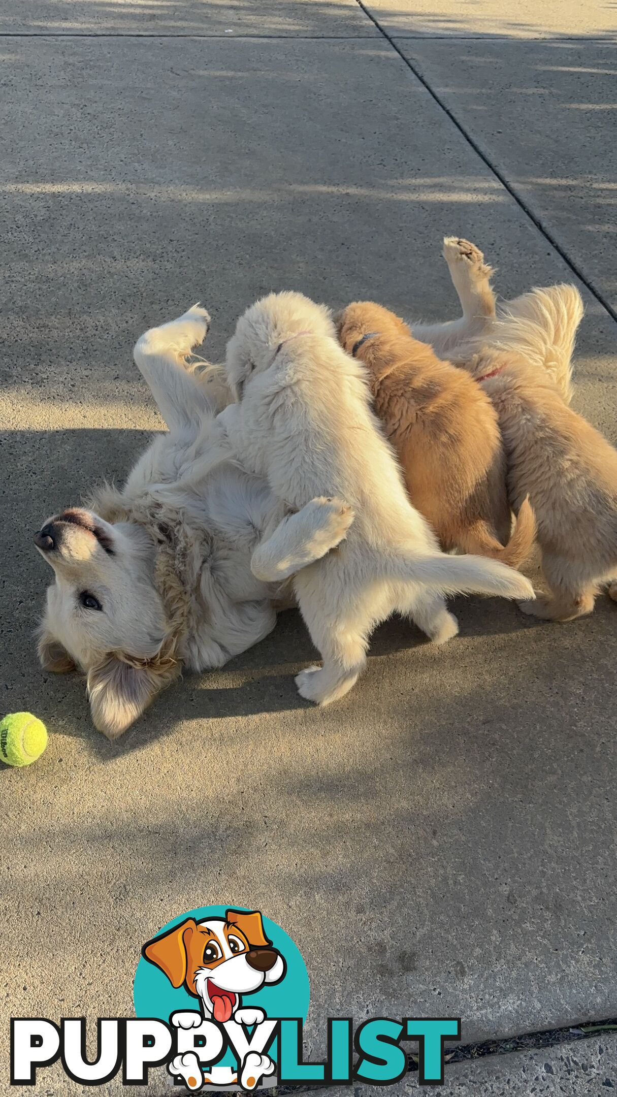 7 Week old Pure Bred Golden Retriever pups ready for school holidays!