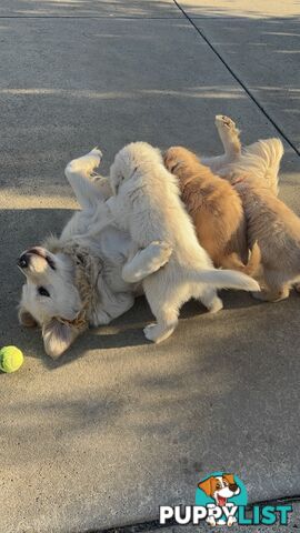7 Week old Pure Bred Golden Retriever pups ready for school holidays!