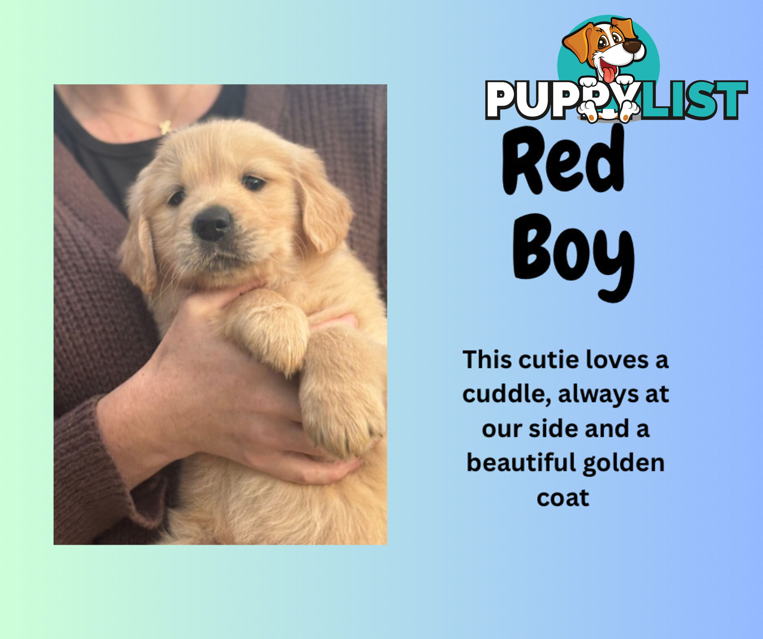 7 Week old Pure Bred Golden Retriever pups ready for school holidays!
