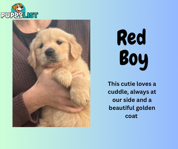 7 Week old Pure Bred Golden Retriever pups ready for school holidays!