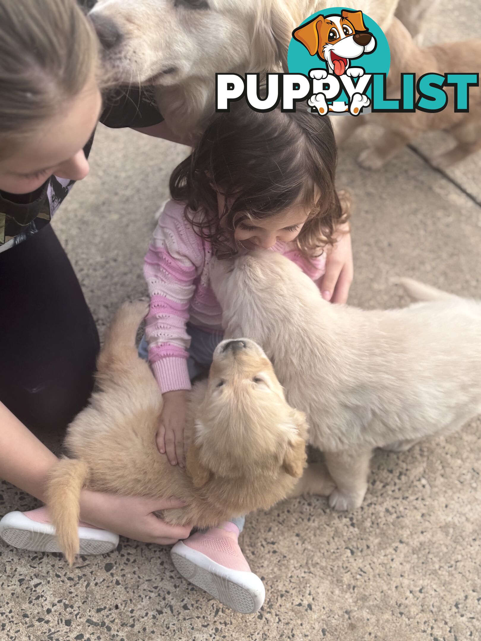7 Week old Pure Bred Golden Retriever pups ready for school holidays!