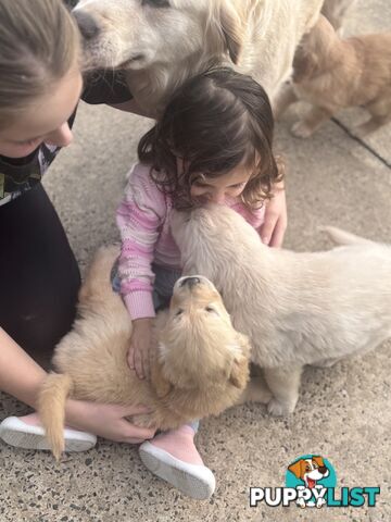 7 Week old Pure Bred Golden Retriever pups ready for school holidays!