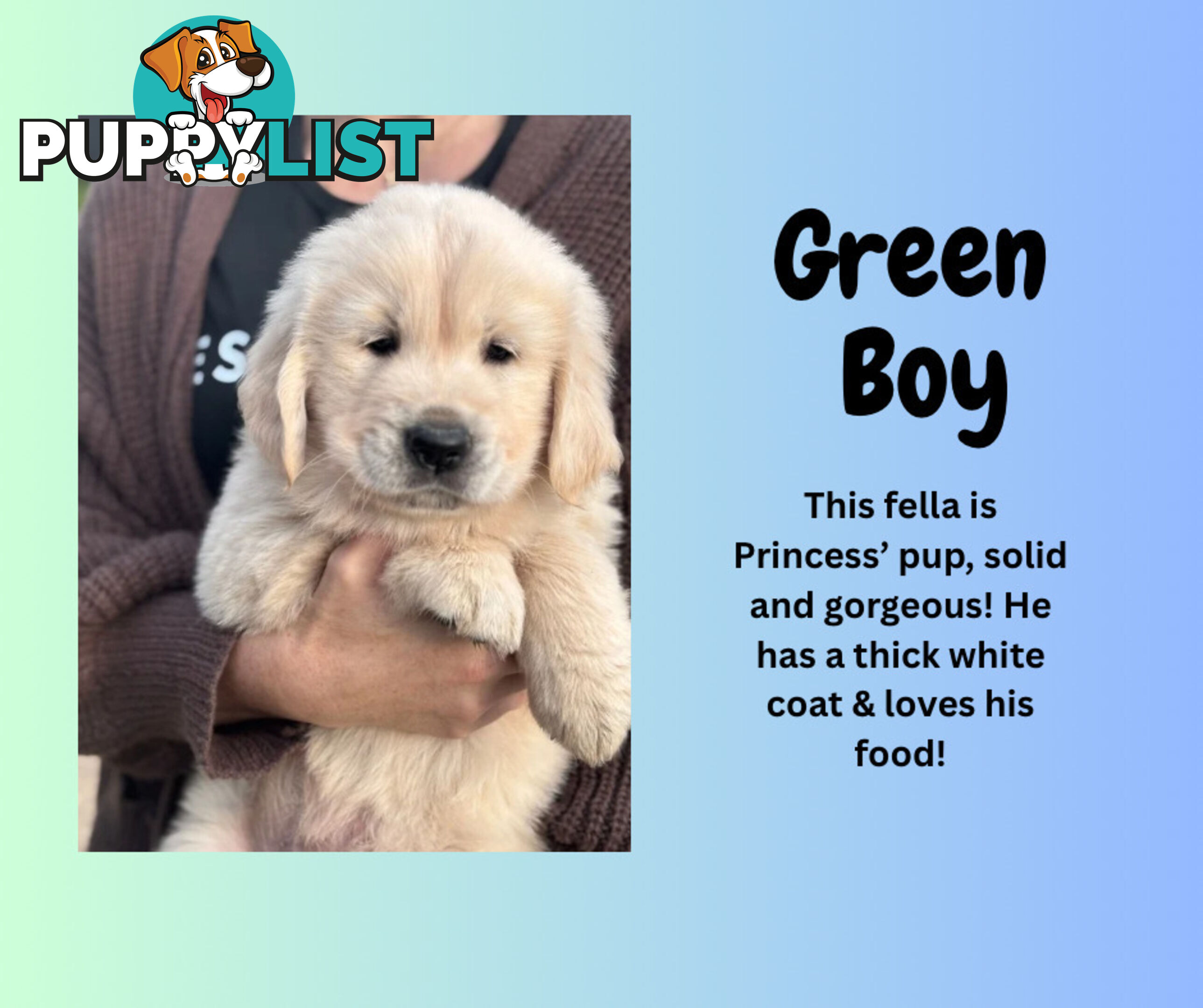 7 Week old Pure Bred Golden Retriever pups ready for school holidays!