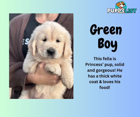 7 Week old Pure Bred Golden Retriever pups ready for school holidays!