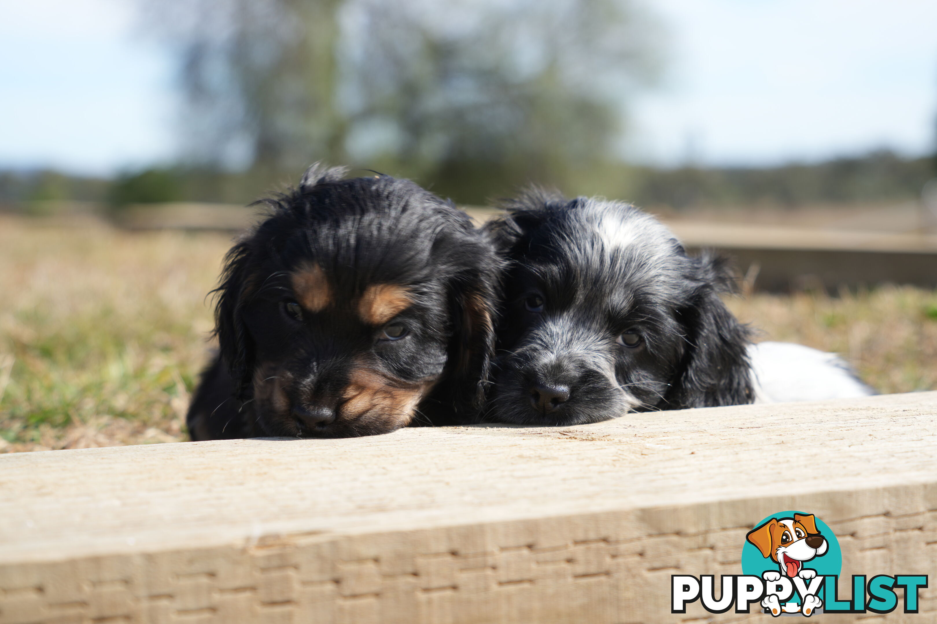 Adorable Purebred Cocker Spaniel Puppies - 8 Weeks