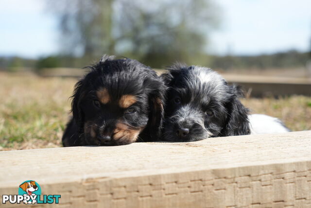 Adorable Purebred Cocker Spaniel Puppies - 8 Weeks