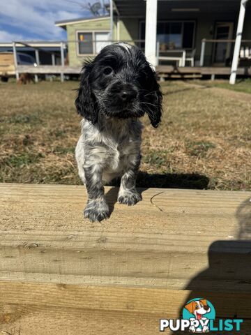 Adorable Purebred Cocker Spaniel Puppies - 8 Weeks