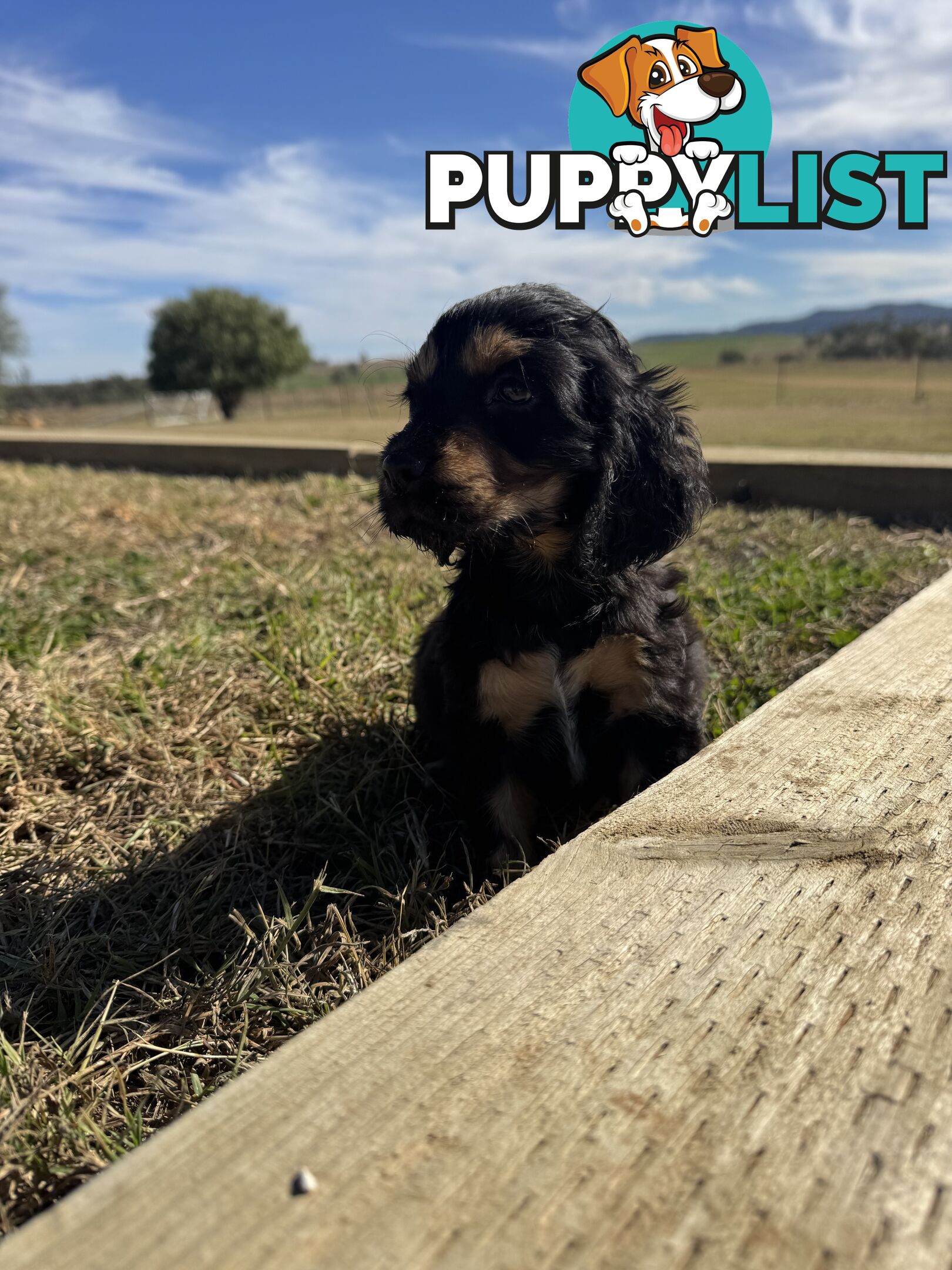 Adorable Purebred Cocker Spaniel Puppies - 8 Weeks