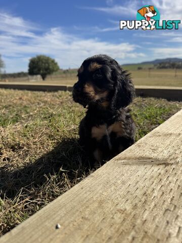 Adorable Purebred Cocker Spaniel Puppies - 8 Weeks
