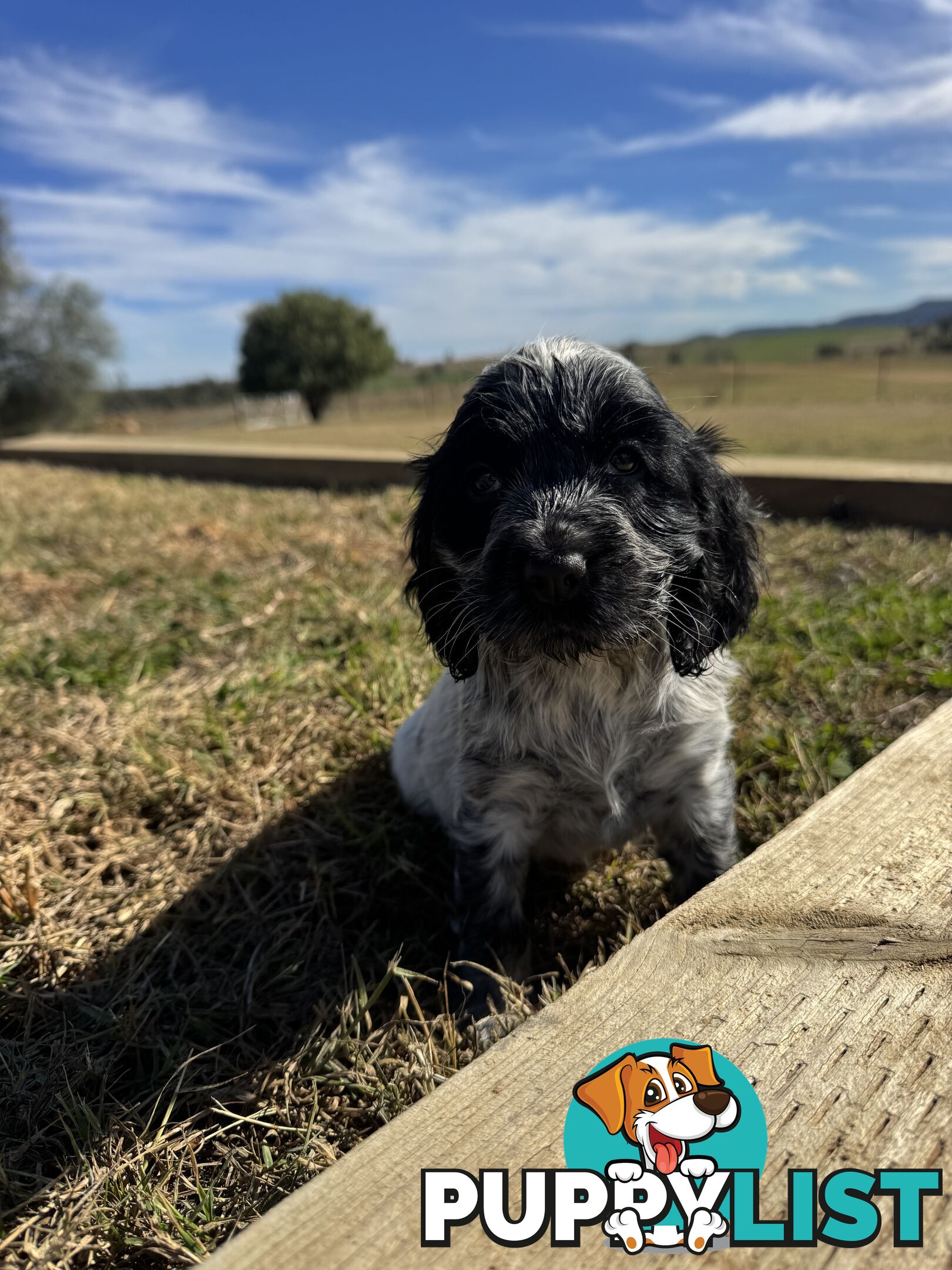 Adorable Purebred Cocker Spaniel Puppies - 8 Weeks