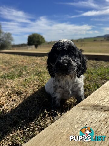 Adorable Purebred Cocker Spaniel Puppies - 8 Weeks