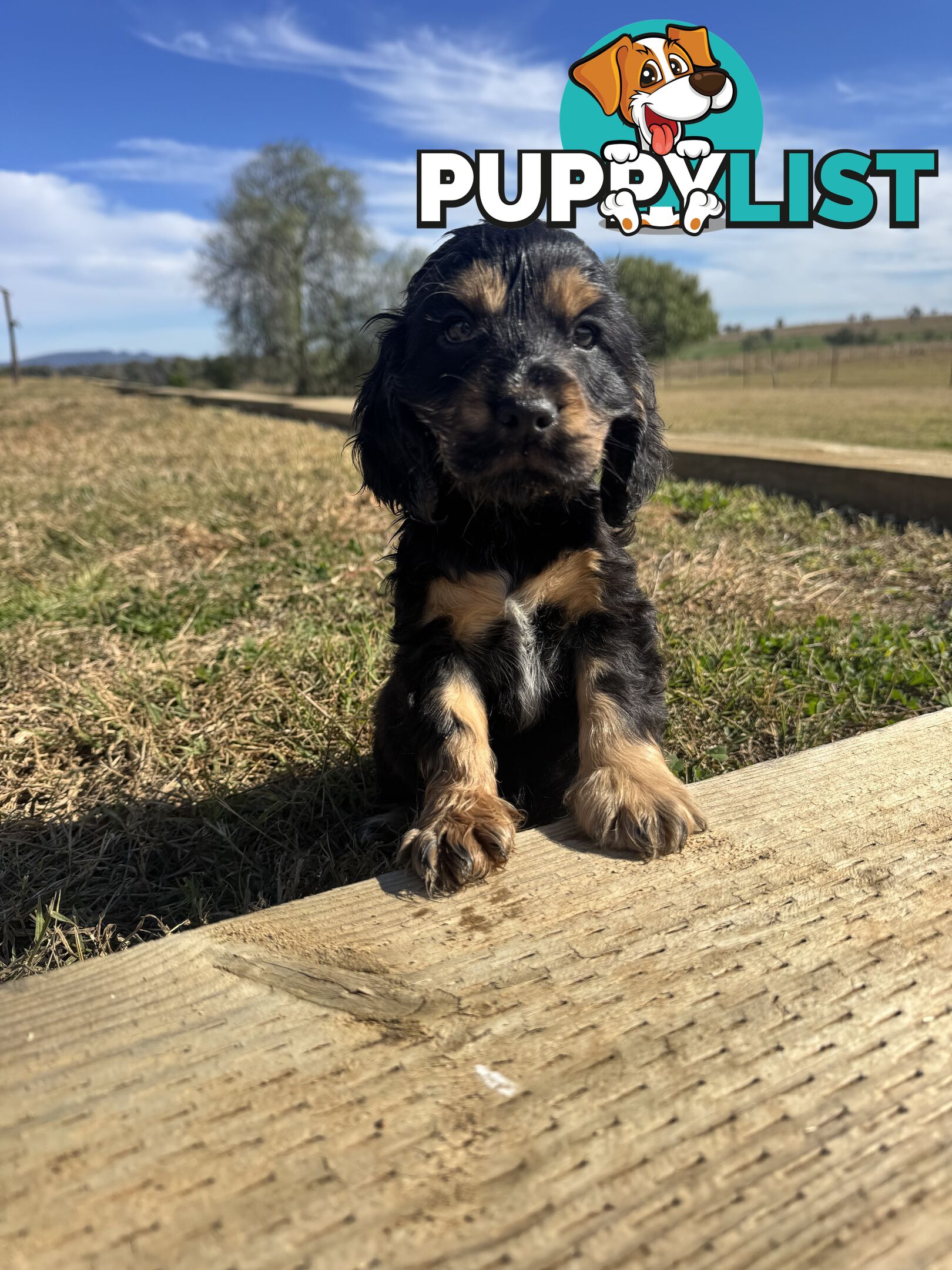 Adorable Purebred Cocker Spaniel Puppies - 8 Weeks
