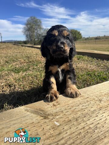 Adorable Purebred Cocker Spaniel Puppies - 8 Weeks