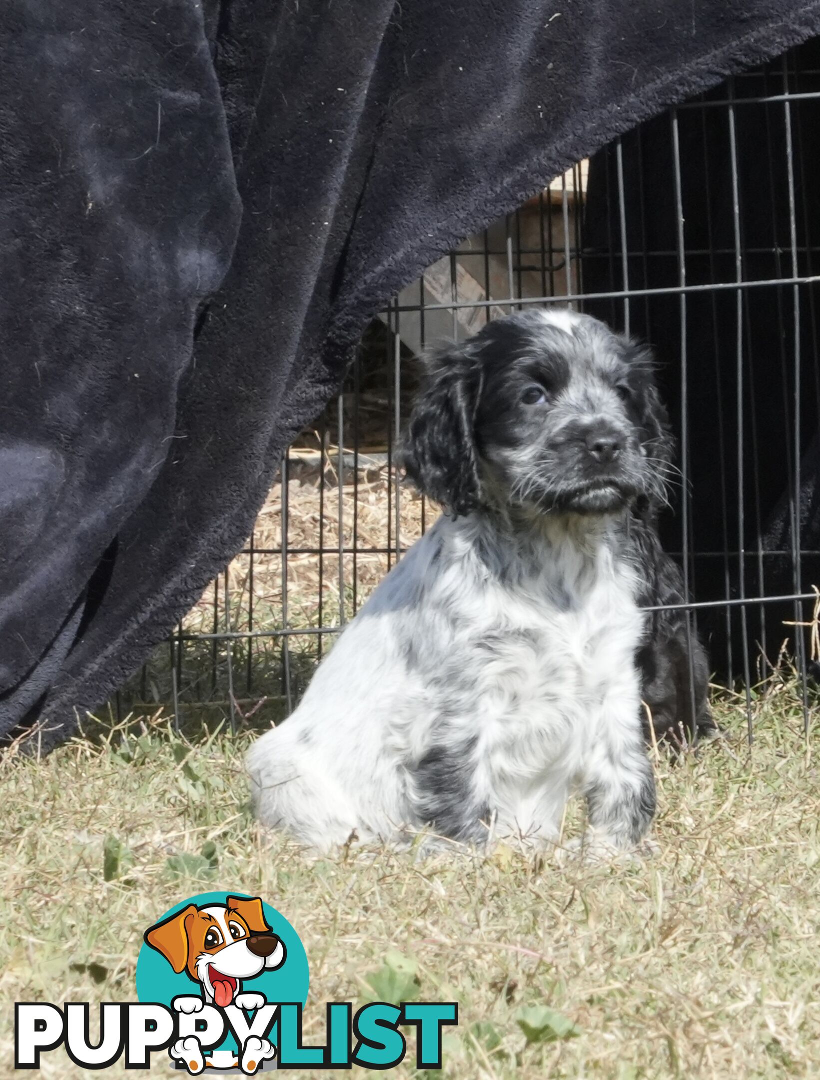Adorable Purebred Cocker Spaniel Puppies - 8 Weeks