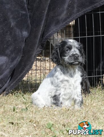 Adorable Purebred Cocker Spaniel Puppies - 8 Weeks